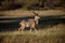 Male Kudu - Okavango Delta - Botswana