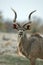 Male kudu portrait