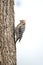 Male Ladder-backed Woodpecker California, USA