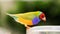 Male Lady Gouldian finch bird