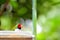 Male Lady Gouldian finch bird in food bowl