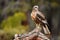 Male lagoon eagle in one of his innkeepers