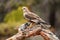 Male lagoon eagle in one of his innkeepers