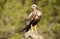 Male lagoon eagle watches from his innkeeper