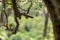 Male land canary perched on jabuticabeira branch