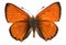 Male large copper butterfly isolated