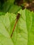 Male Large Red Damselfly