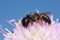 Male large shaggy-bee, Panurgus banksianus on field scabious