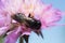 Male large shaggy-bee, Panurgus banksianus on field scabious