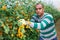 Male latino farmer collect harvest yellow tomatoes