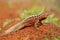 Male Lava Lizard on North Seymour island, Galapagos National Par