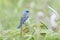 Male Lazuli bunting