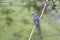 Male Lazuli bunting