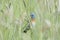 Male Lazuli bunting