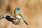 Male Lazuli Bunting