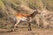 Male Lechwe Antilope Bull in Moremi Game Reserve
