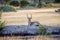 Male Lechwe laying down in the dirt.