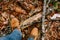 Male legs in brown boots on fallen leaves next to a wooden snag. Close-up