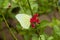 Male Lemon Emigrant Form-alcmeone butterfly