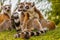 A male lemur hugs his female