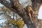 Male leopard with a fresh impala kill in tree