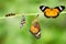 Male Leopard lacewing butterfly life cycle