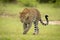 Male leopard lifts paw crossing short grass