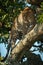 Male leopard looks down from leafy tree