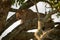 Male leopard looks down from tree branch