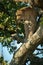 Male leopard looks down from tree trunk