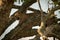 Male leopard looks out from tree branch