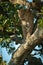 Male leopard looks out from tree trunk