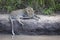 Male leopard lying down on hard mud next to water in Kruger Park South Africa