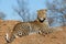 Male leopard on a mound