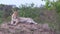 Male leopard on a mound looking around for hunting opportunities