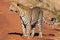 Male Leopard posing in Madikwe