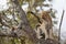 A male leopard sits close to his kill in a tree