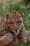 Male leopard tired on a tree trunk