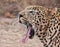 Male leopard yawning