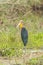 Male Lesser Adjutant stork