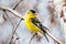 Male Lesser Goldfinch Spinus psaltria perched on a branch