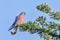 Male Lesser Kestrel - Falco naumanni