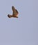 Male Lesser Kestrel on flight