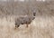 Male lesser kudu in Kenyan savanna.