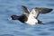 A Male Lesser Scaup in Flight