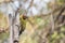 A male lesser yellownape holding on the dried tree