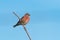 A male Linnet or Common Linnet, songbird perched seen against clear blue sky.