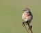 Male Linnet Linaria cannabina