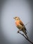 Male Linnet Linaria cannabina