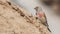 Male linnet on Mound of Dirt